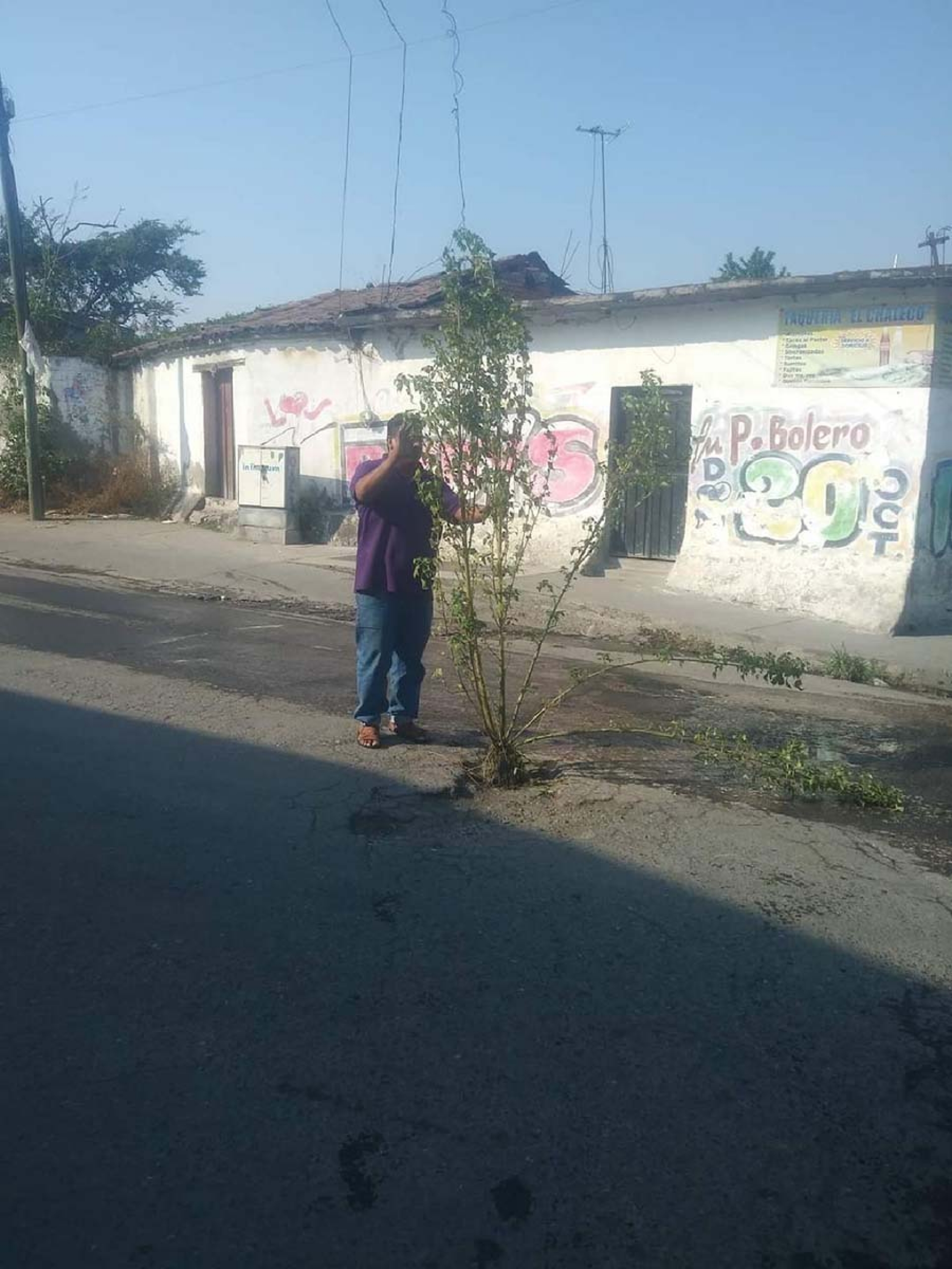 Taxistas “siembran árbol” en enorme bache de Coatetelco