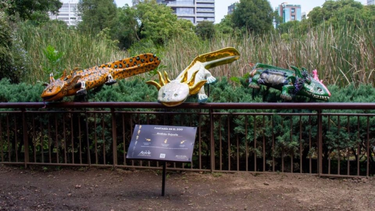 Chapultepec invita a exposición 'Axolote Centenario' en el Anfibium