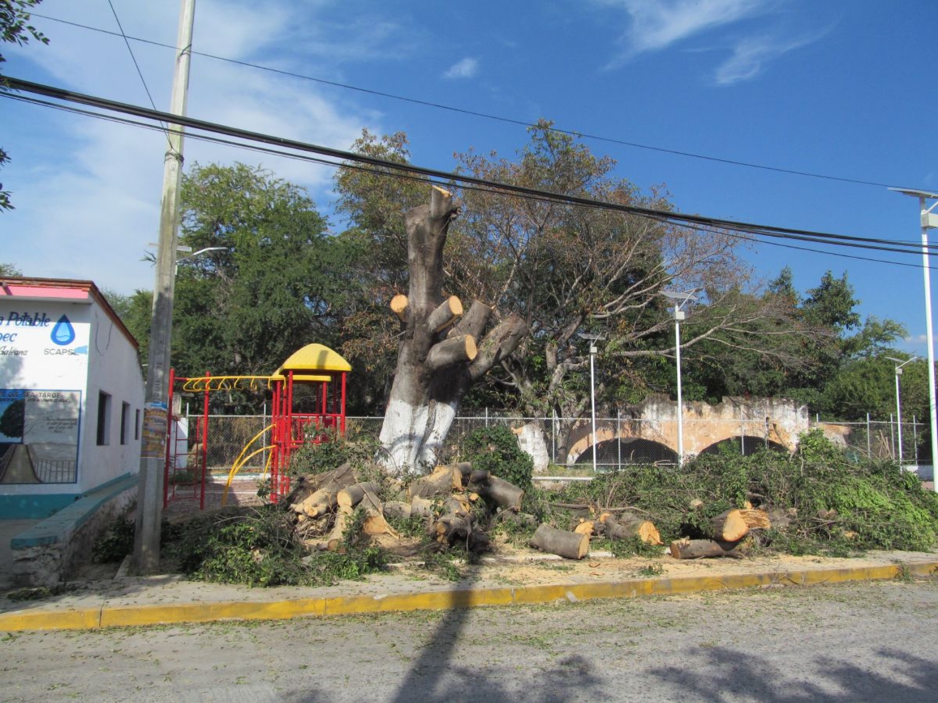 Se inconforman vecinos porque derriban dos árboles para remodelar el parque