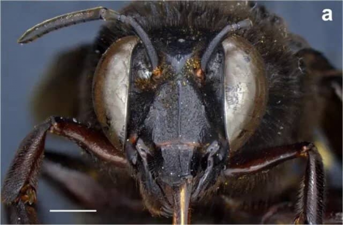 Una extraña abeja mitad hembra y mitad macho fue descubierta en Ecuador