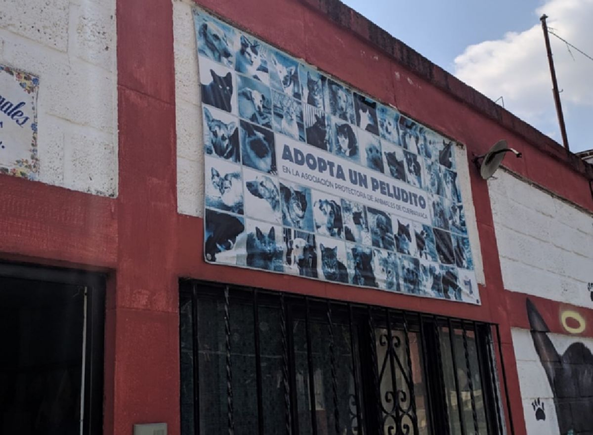 Creció abandono de perros y gatos