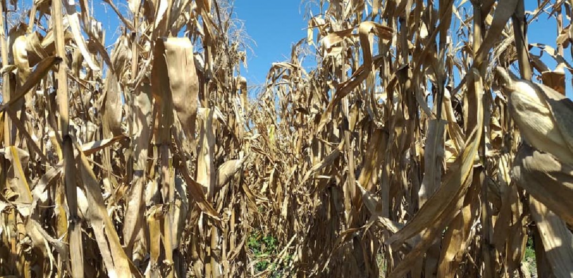Recursos federales para el campo caen 45 por ciento