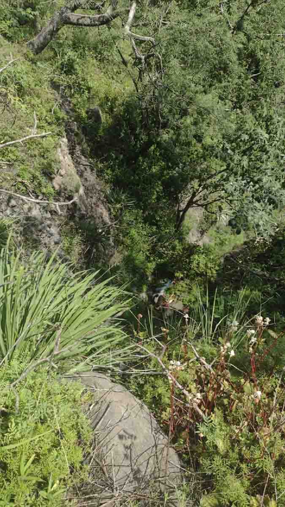 Sin identificar, el cadáver hallado en la barranca de Santa Úrsula