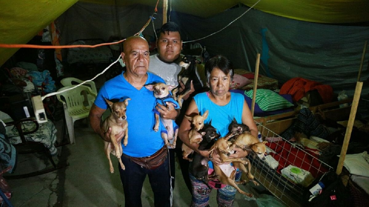 Pierden su casa, pero no su amor por los perros