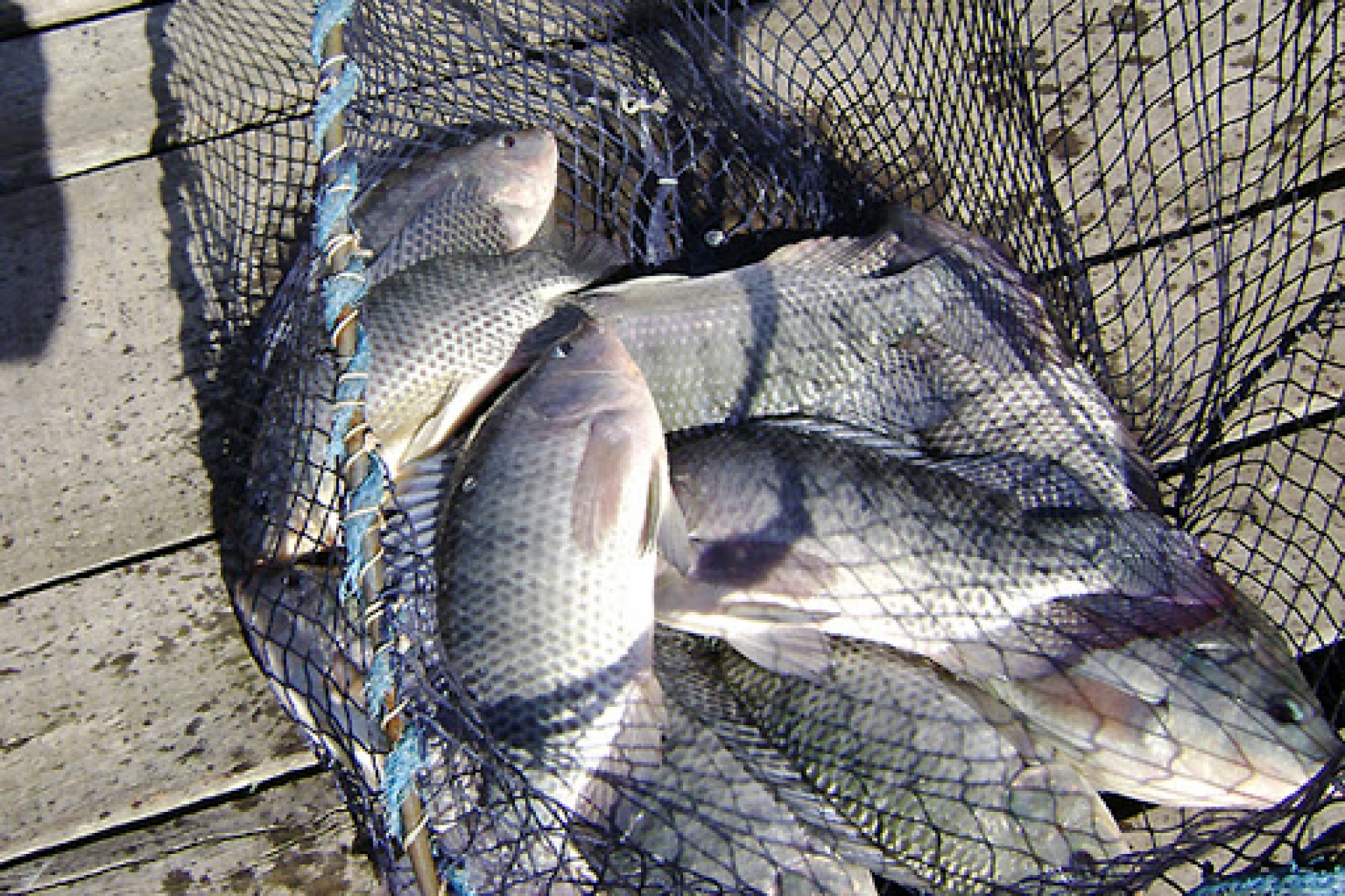 Pescadores esperan buena producción de tilapia para el año 2021
