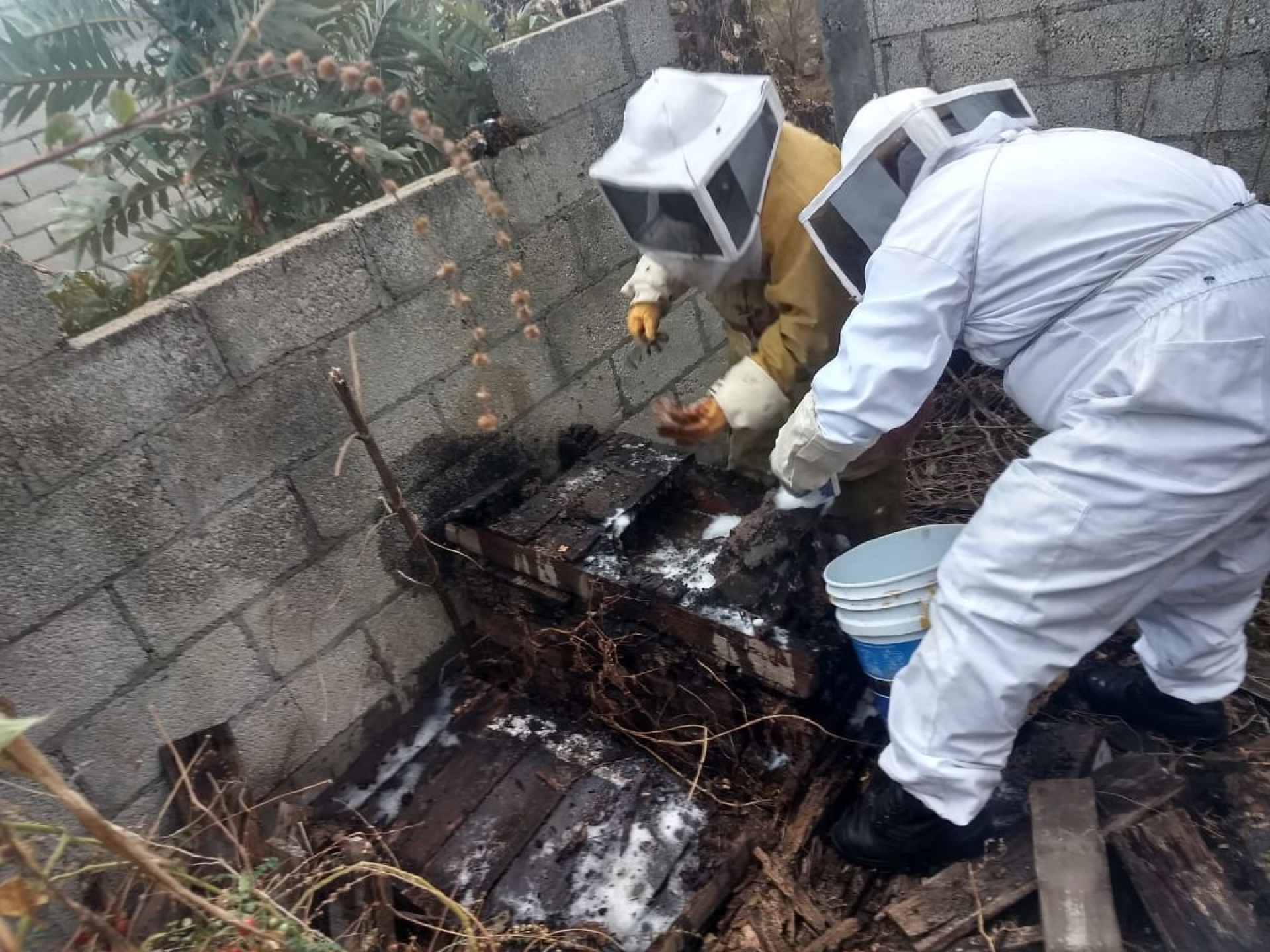Ataca enjambre de abejas a una familia en Milpillas