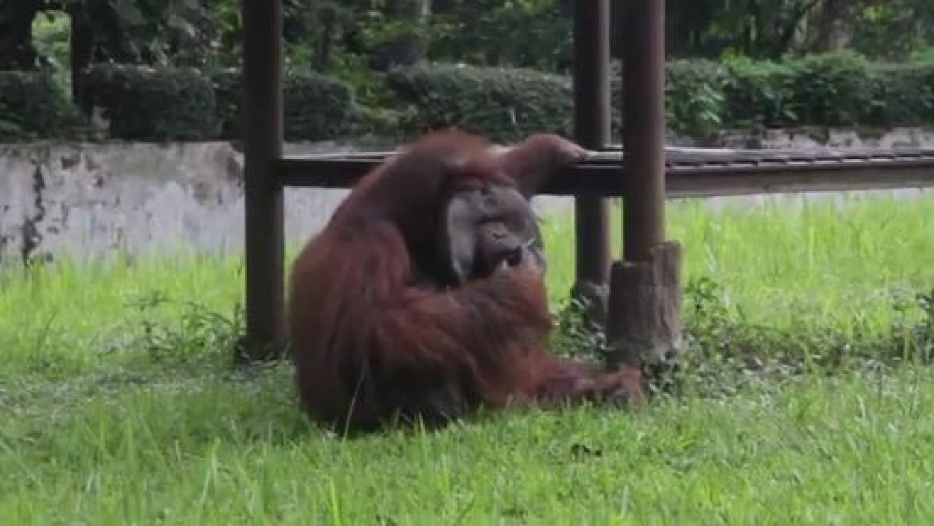 VIDEO: Polémica por orangután fumador en zoológico de Indonesia