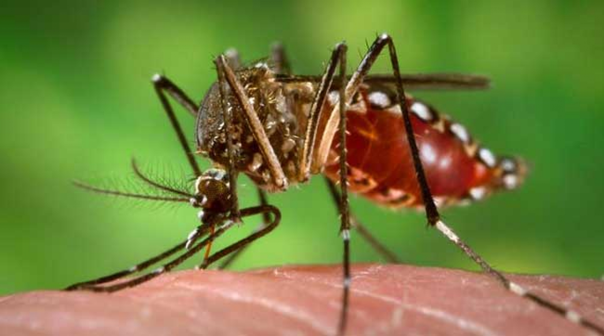 Aguardan descenso en casos de dengue