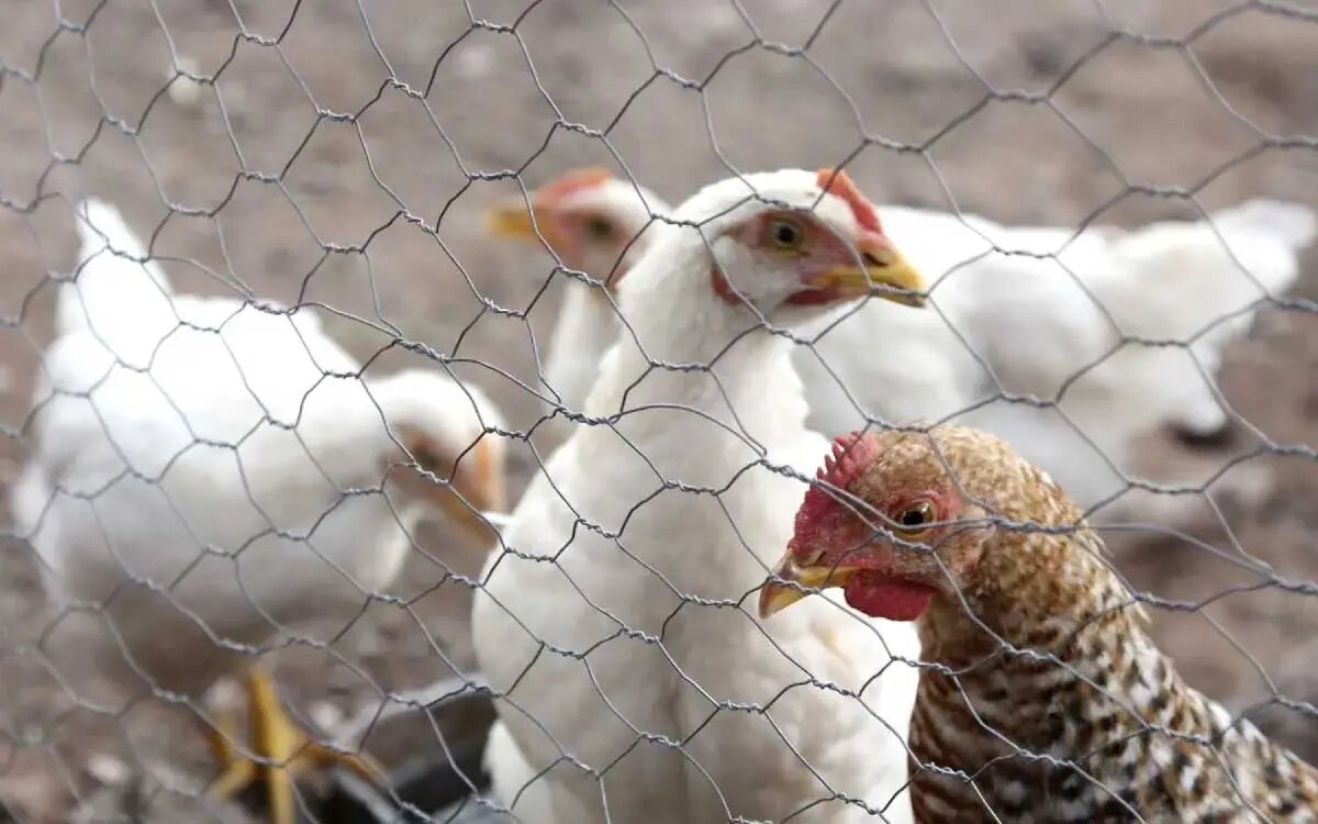 Detectan brote de influenza aviar en granja de Nuevo León