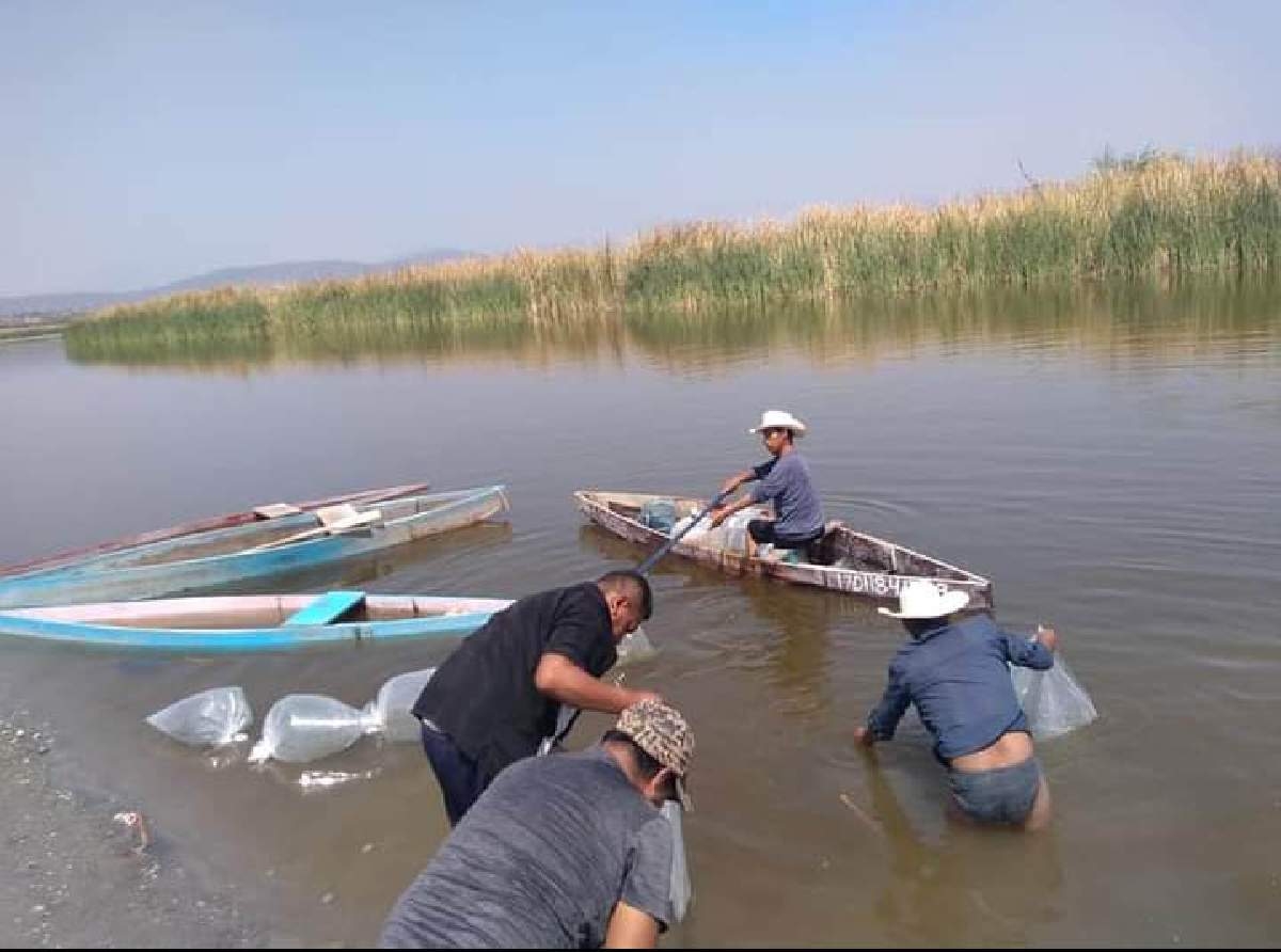 Gobierno federal incumplió con entrega de apoyos a pescadores