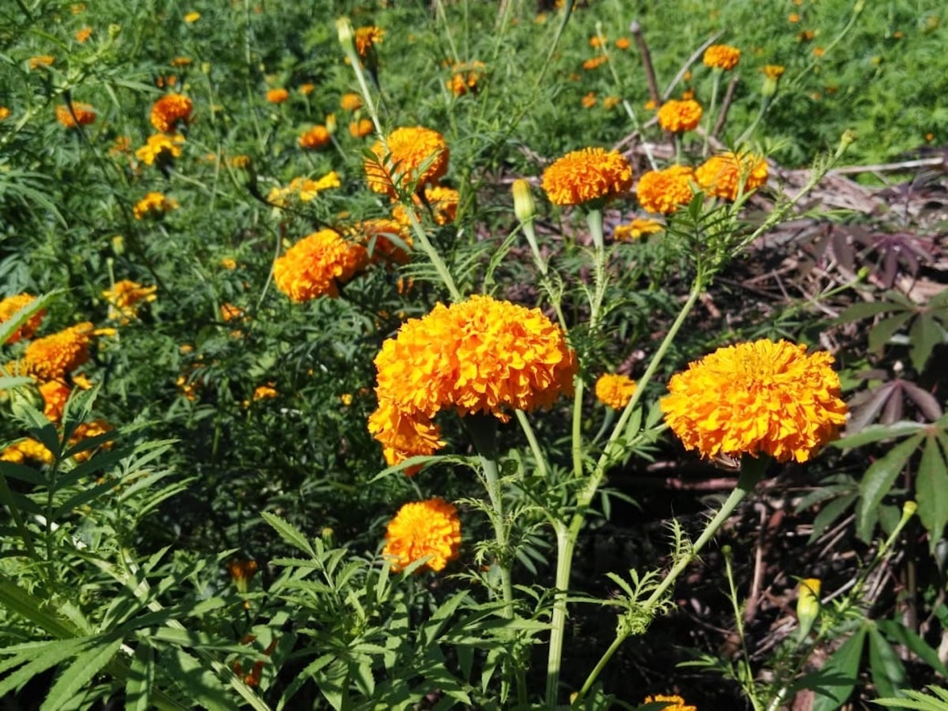 La siembra de flor de cempasúchil, una tradición que lucha por sobrevivir a la modernidad