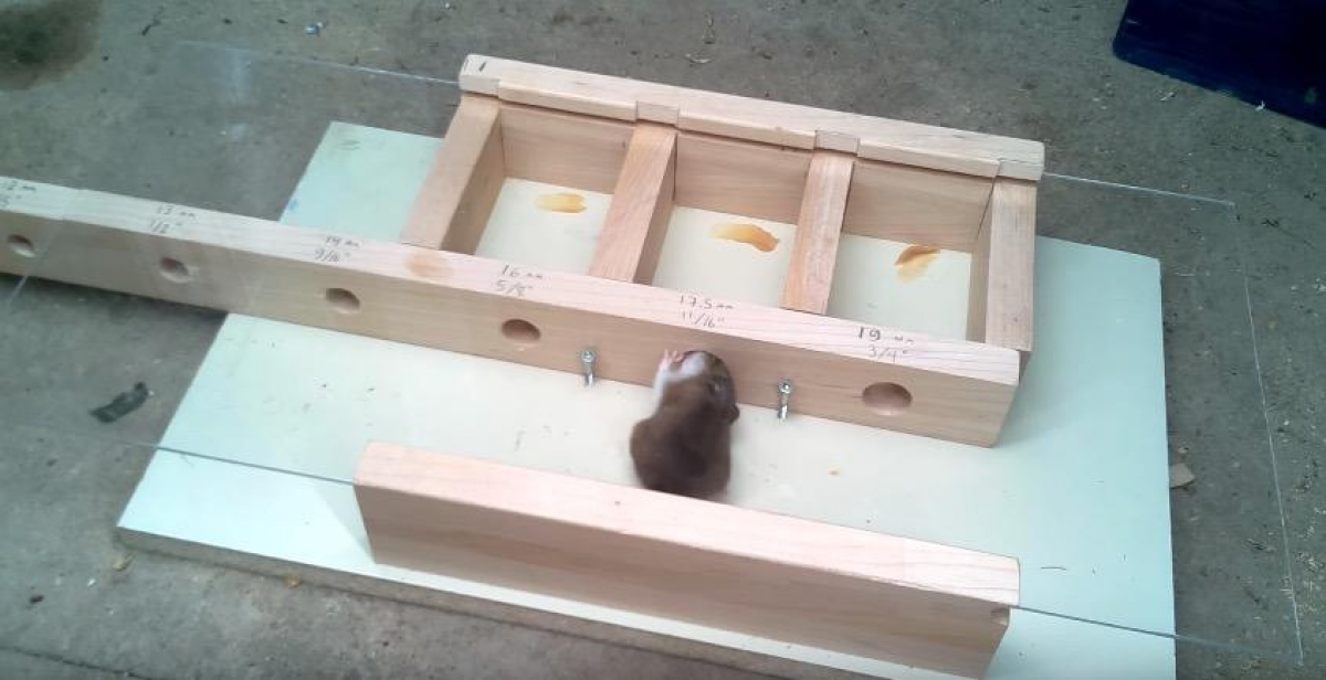 VIDEO: El experimento del ratón que se volvió viral en YouTube