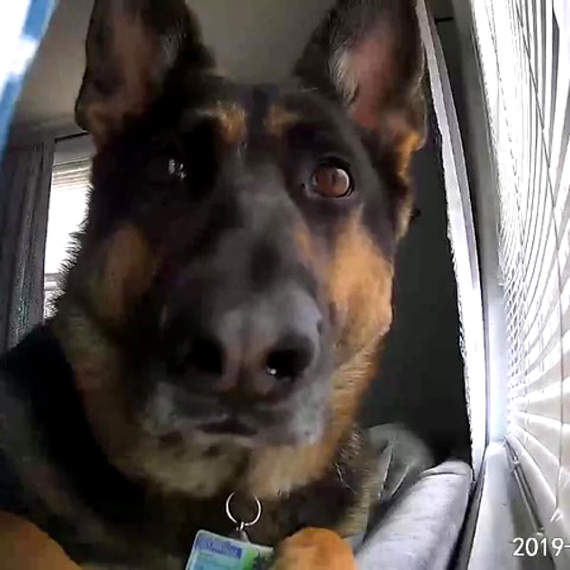 Este perrito descubrió la cámara de seguridad de casa que registró los divertidos gestos del canino