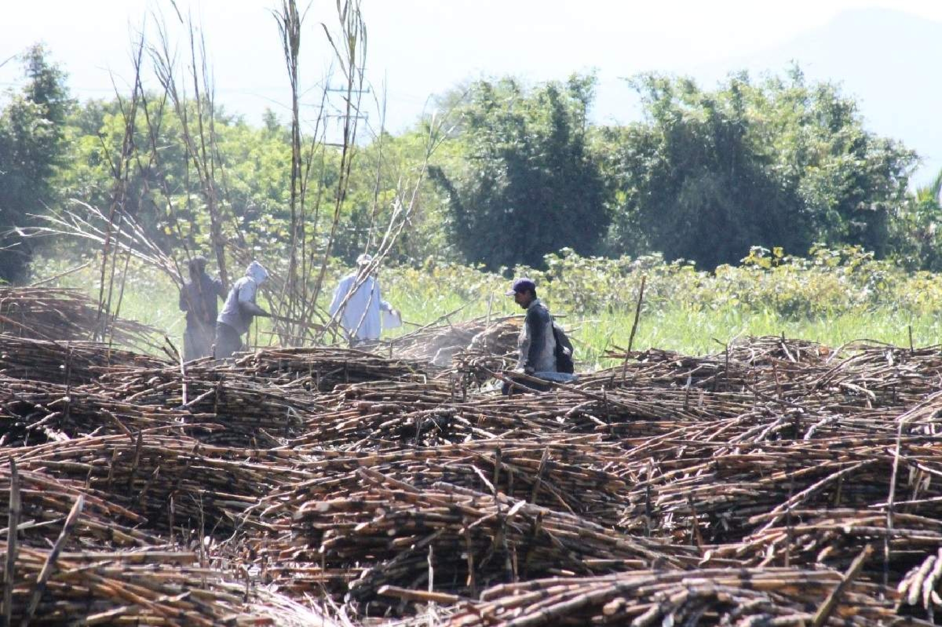 Crece despojo de tierras: campesinos