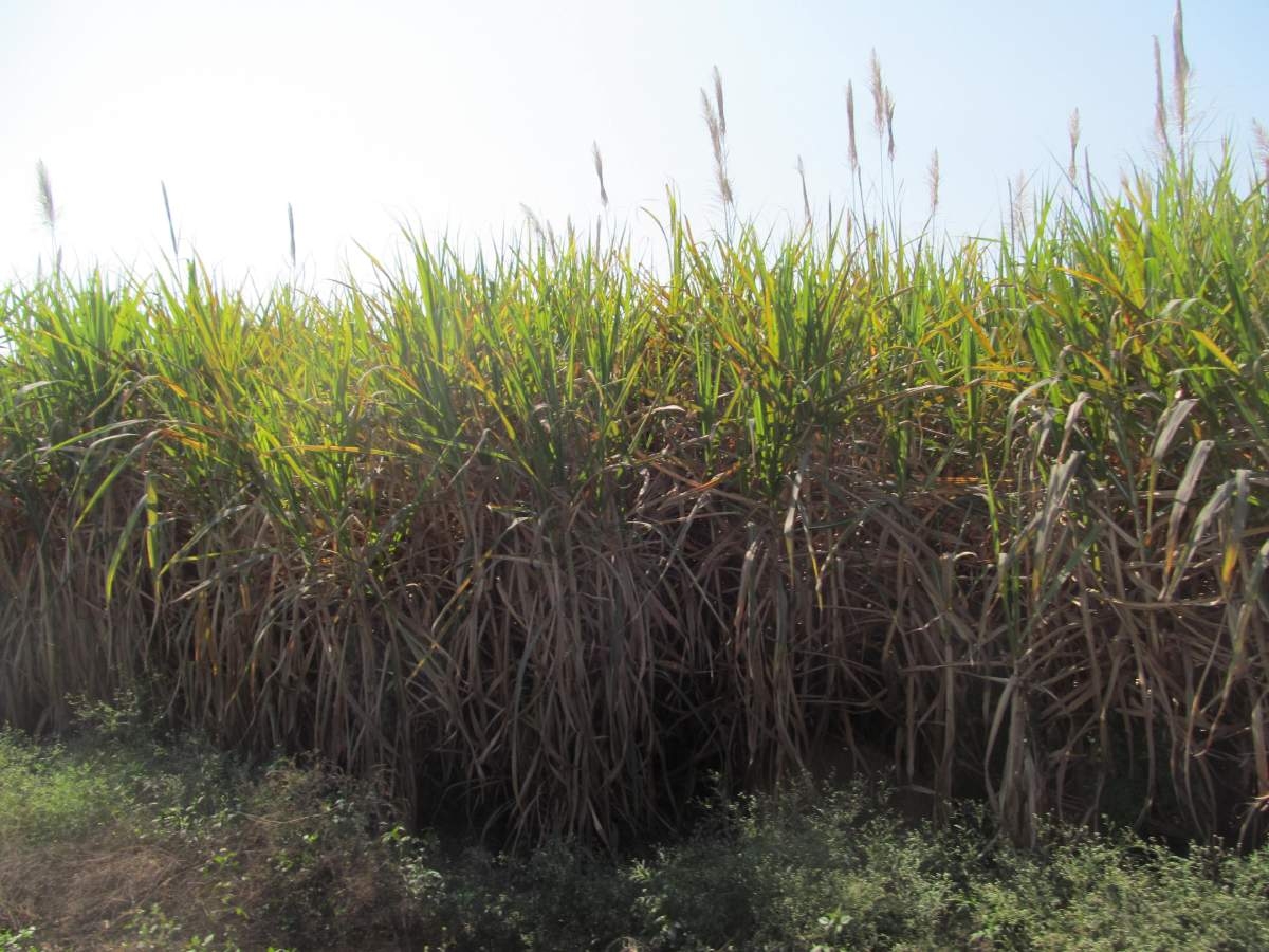 Otra vez, quieren producir fertilizante orgánico en el IEZ