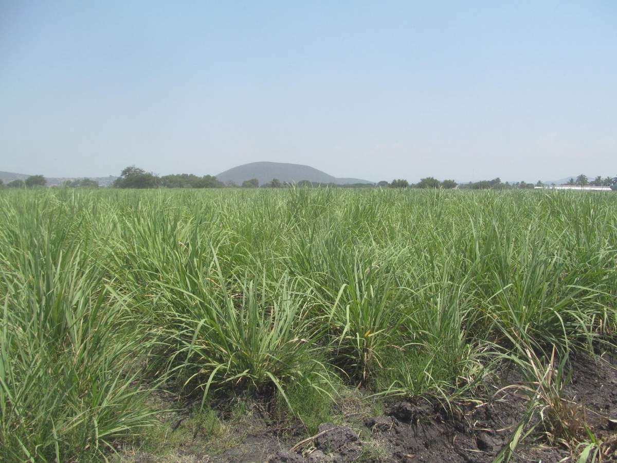 Deterioro ambiental disminuye la producción de caña
