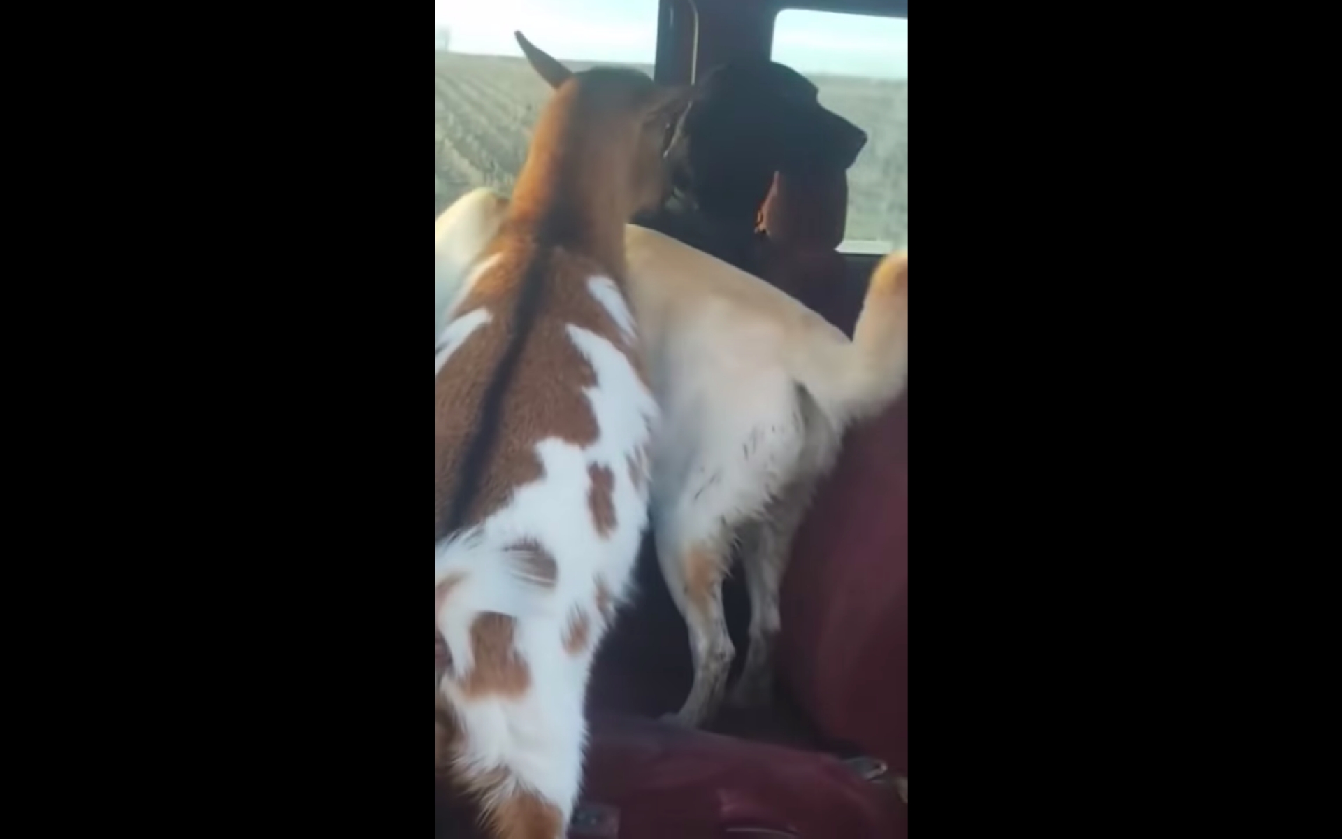 VIDEO | Perro escapa de casa y regresa con dos amigos, uno es de otra especie