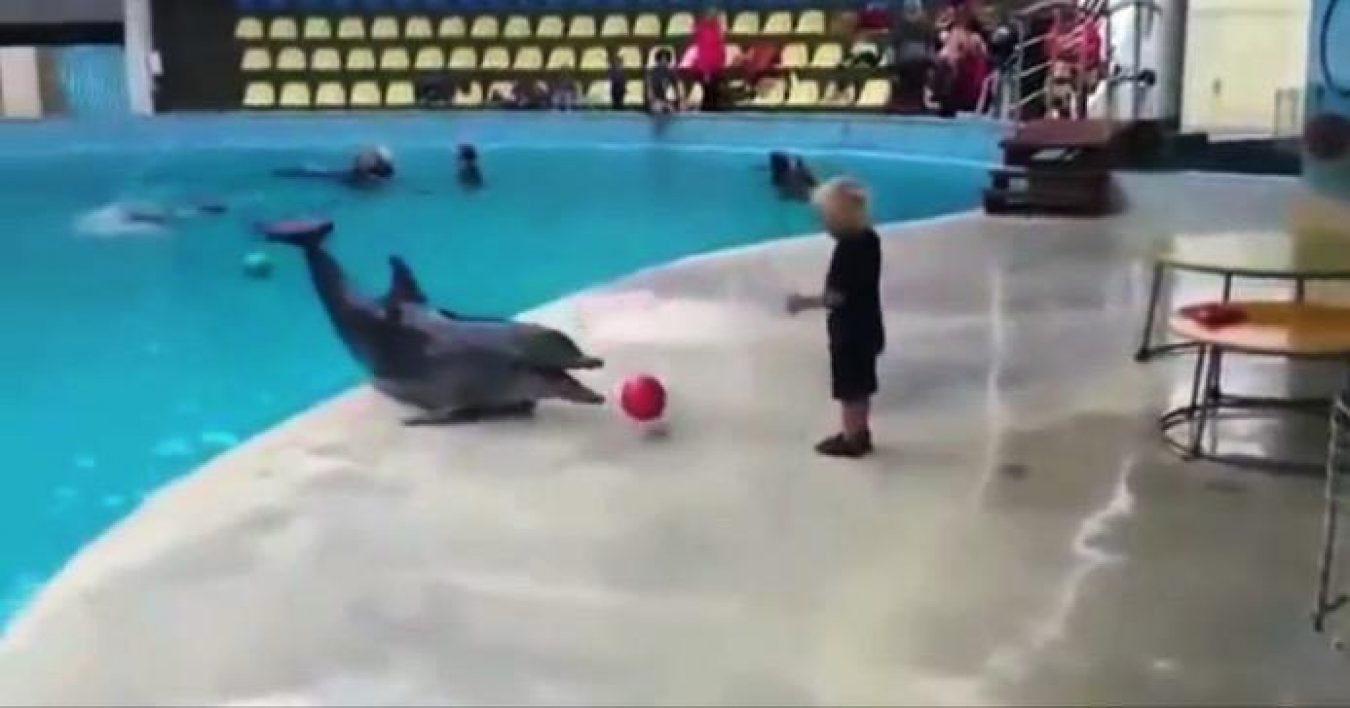 VIDEO: El juego de pelota más tierno que verás
