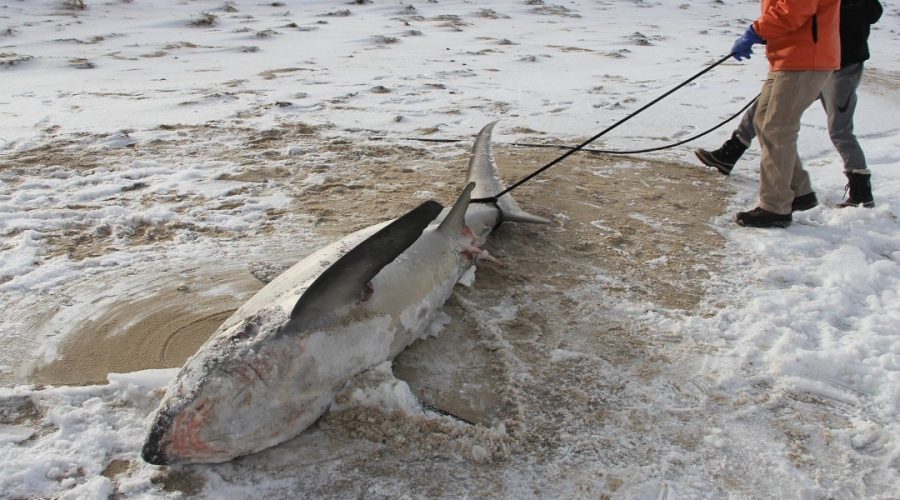 La ola de frío está matando por congelamiento a tiburones en EU