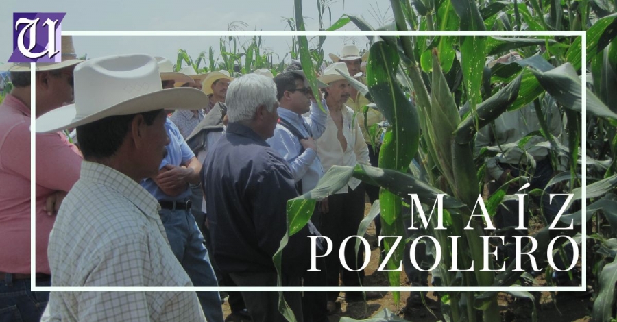 Impulsa UAEM mejora genética del maíz pozolero