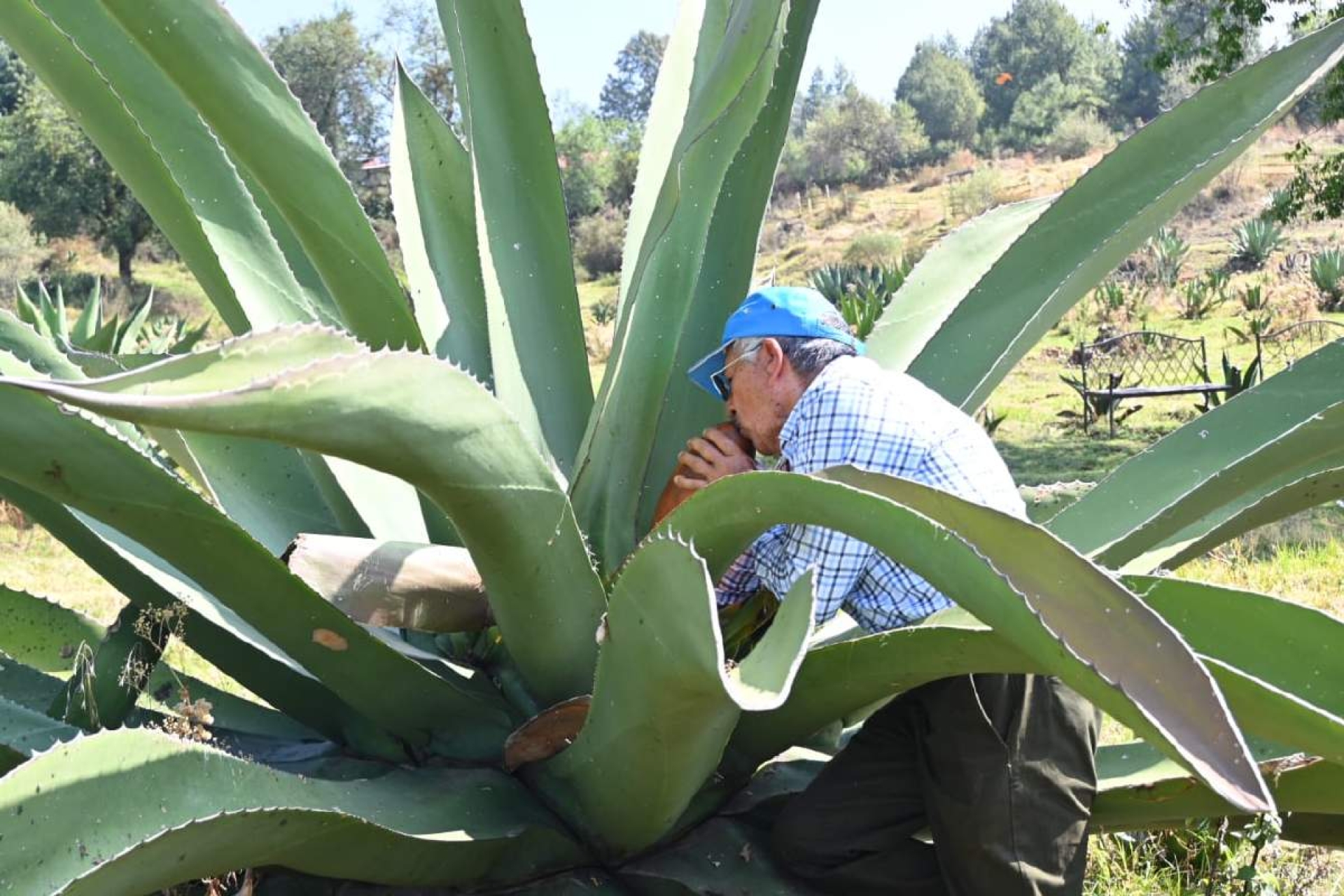 El pulque, 'oro blanco' y sostén de familias en Huitzilac