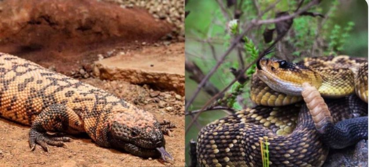 Estos son los 5 animales más venenosos de México, cómo identificarlos