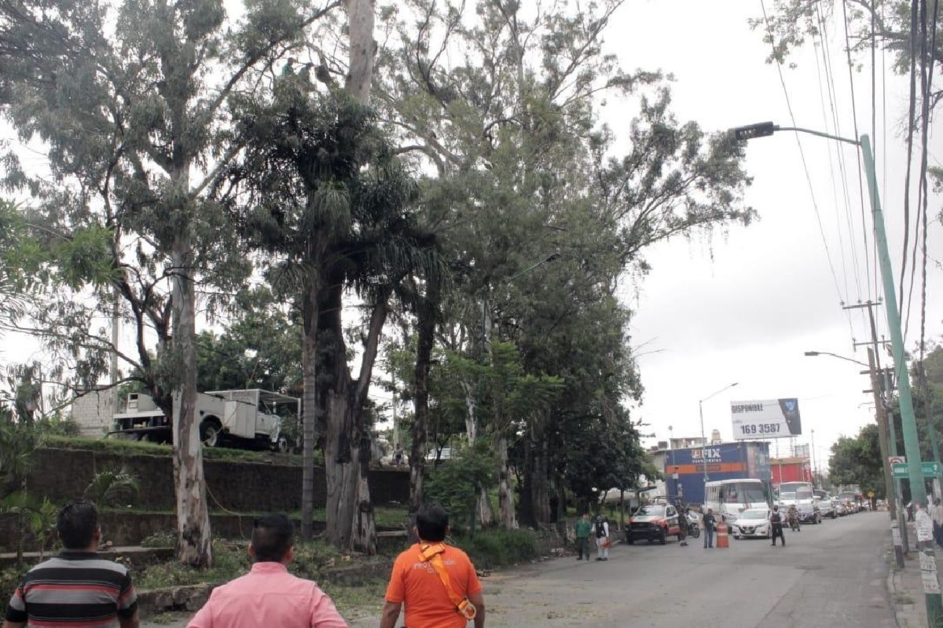 Retiran árbol en riesgo de colapso en Patios de la Estación
