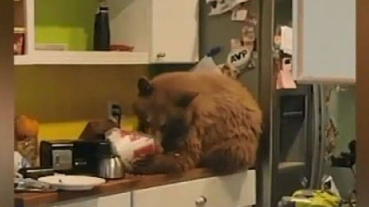 Oso entra a una casa y se come todo el pollo frito