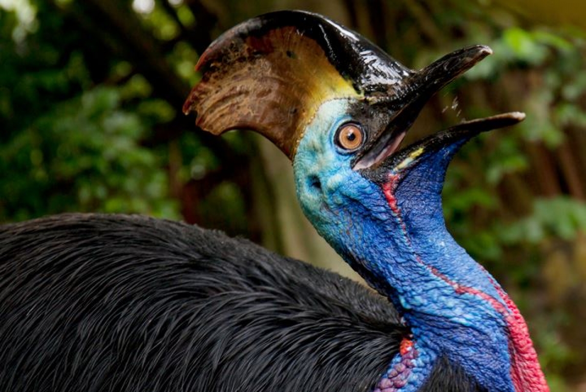 Nuestros antepasados criaban casuarios, las aves más peligrosas del mundo