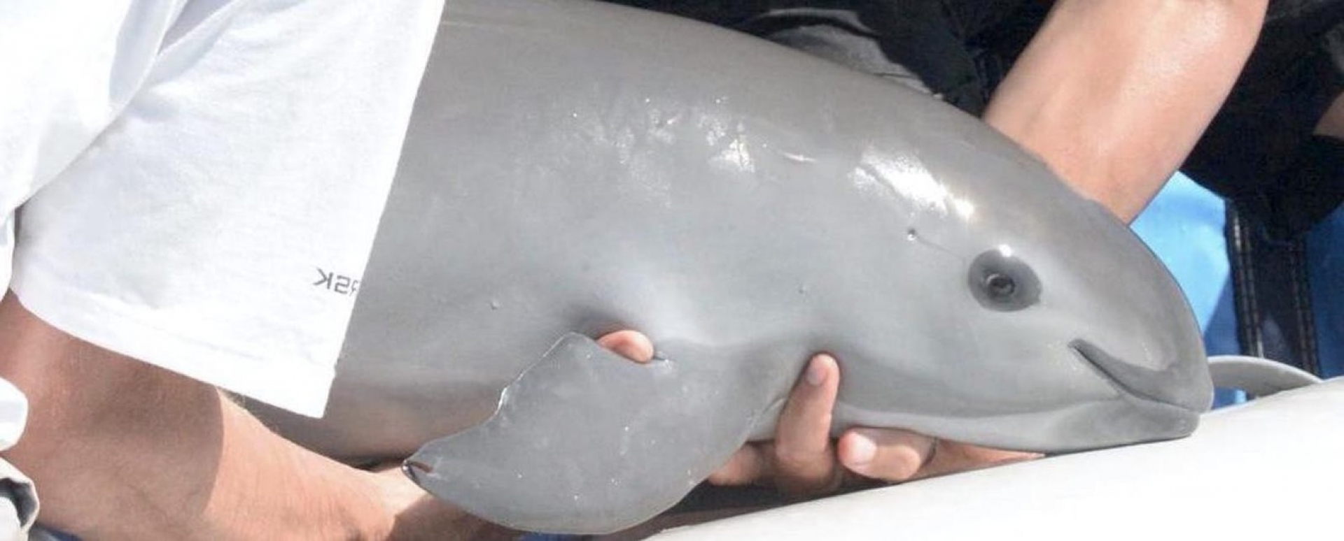 Clonación, el último recurso para "salvar" a la vaquita marina: buscan conseguir material genético de un espécimen macho en México