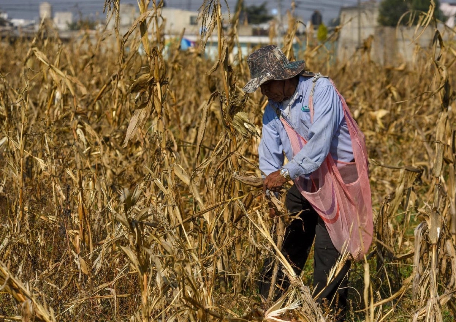 Gobierno de Sinaloa y Sader acuerdan compra de 1.1 millones de toneladas de maíz