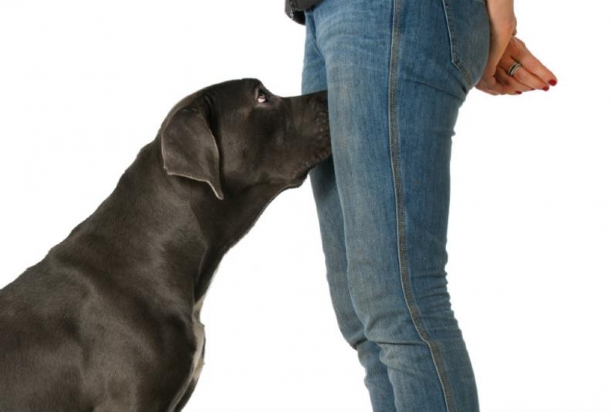¿Por qué a los perros les gusta olfatear los genitales de los seres humanos?