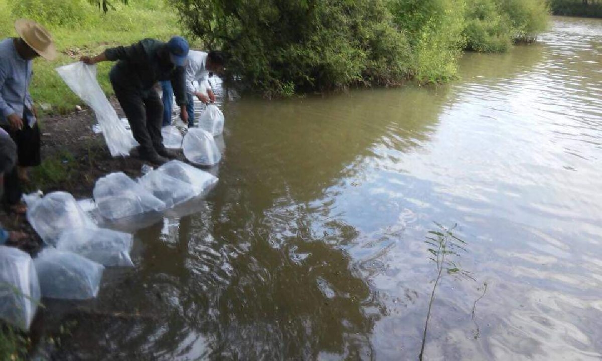 Buscan en Amacuzac reactivar la pesca en la presa de Rancho Nuevo