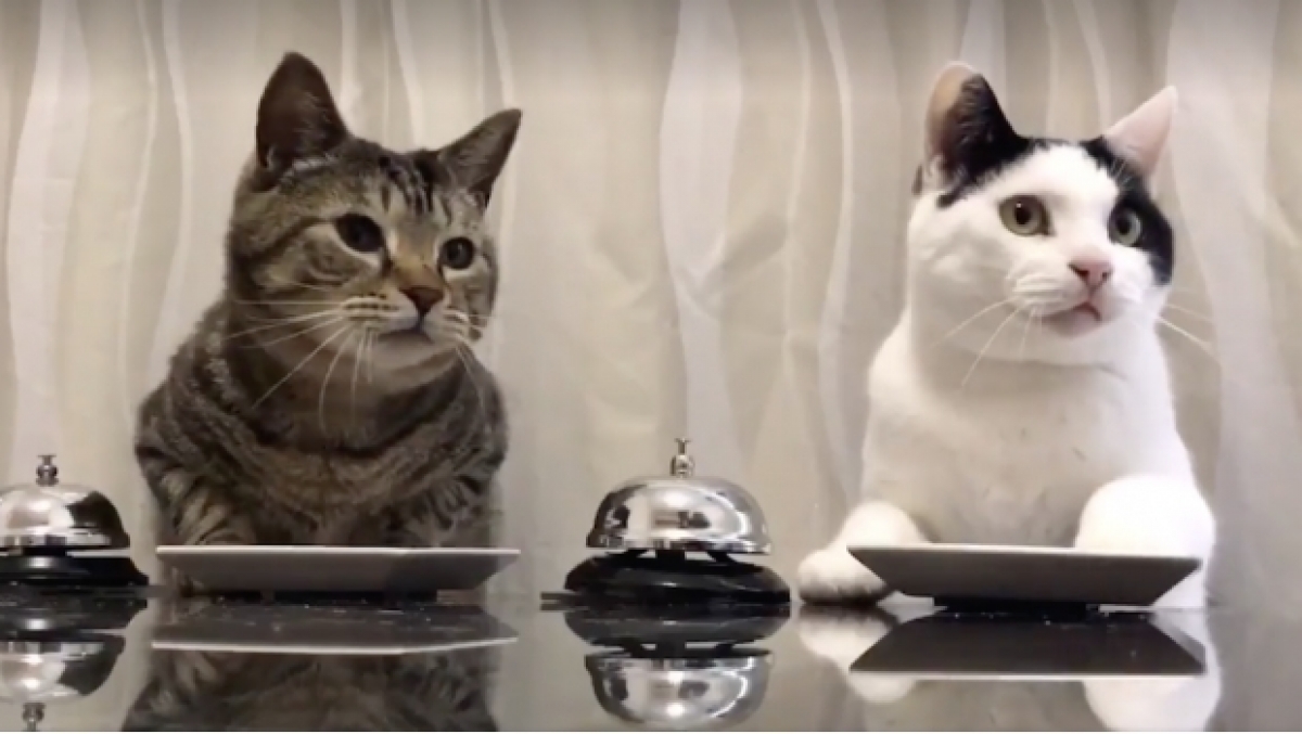 Gatitos aprenden a tocar la campana