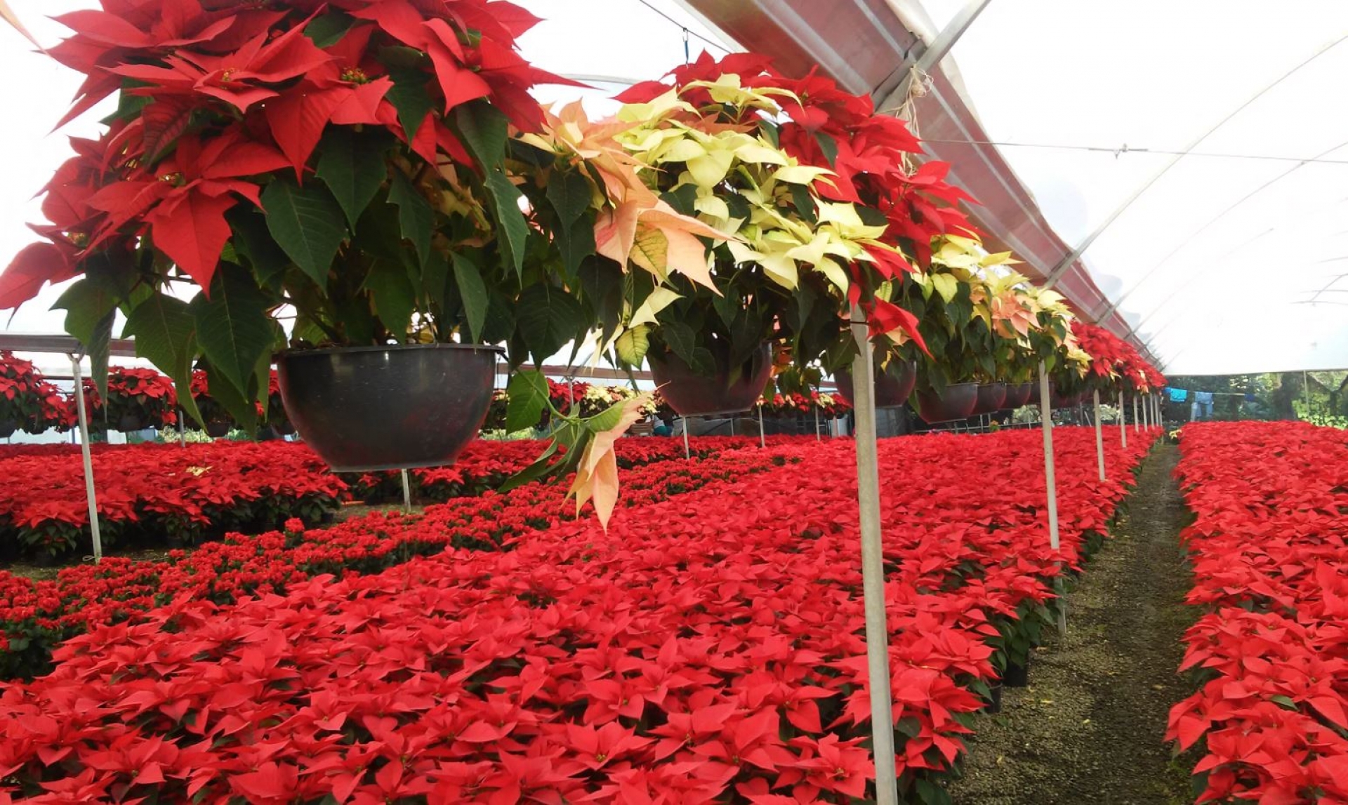 Productores de flor de Nochebuena esperan tener buenas ventas