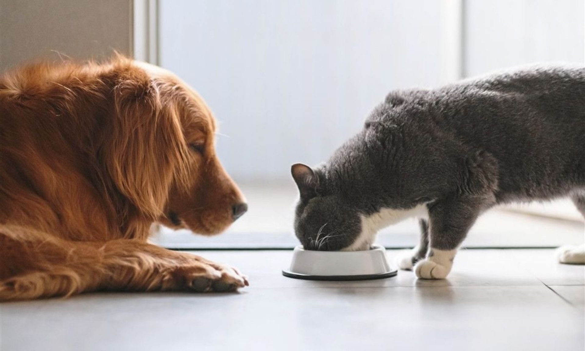Gatos y hurones podrían contagiarse de COVID-19, pero no transmitirlo a humanos