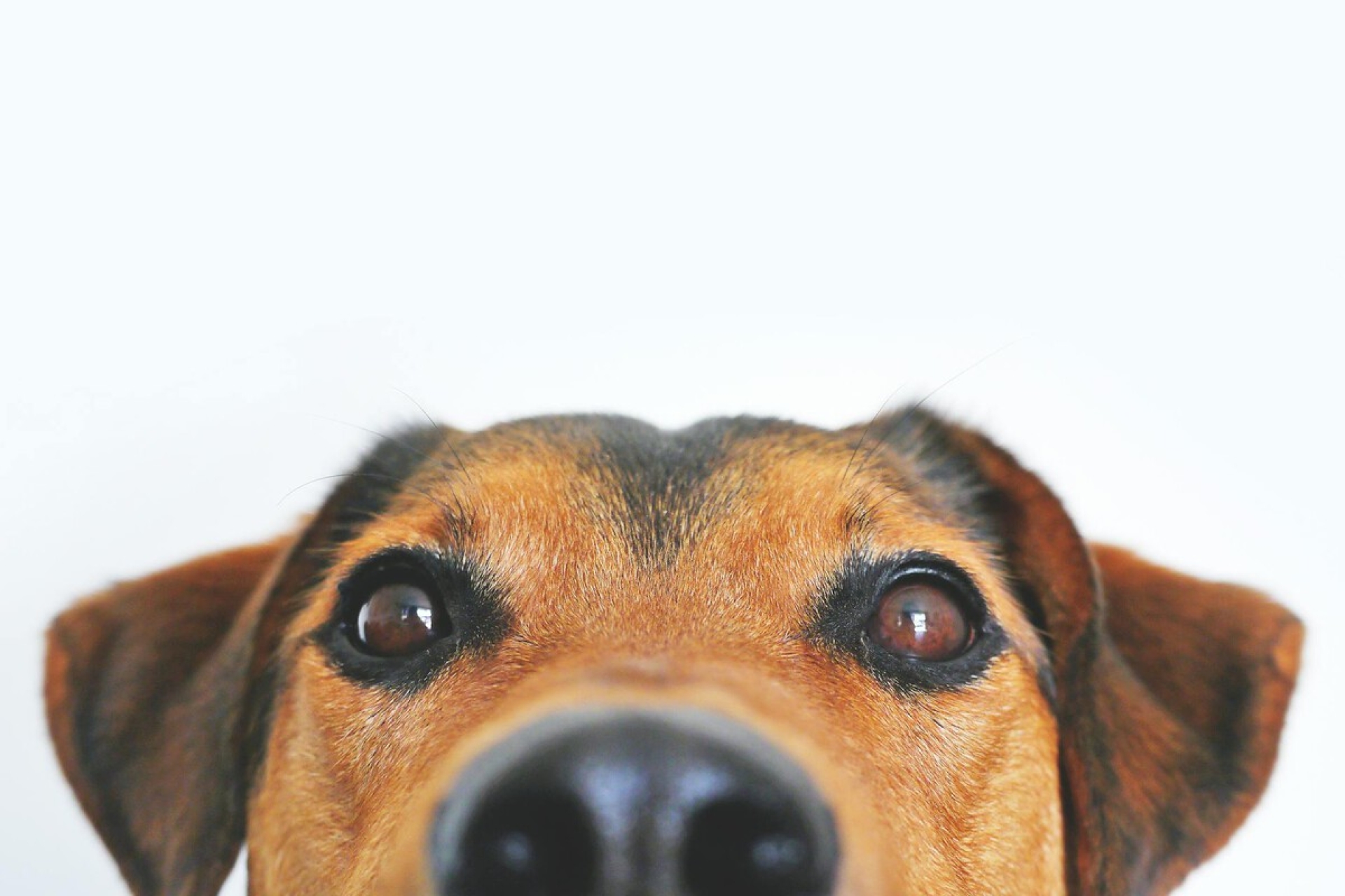 Estudio: Los perritos evolucionaron para leer las emociones de los humanos porque son mucho más listos de lo que pensamos