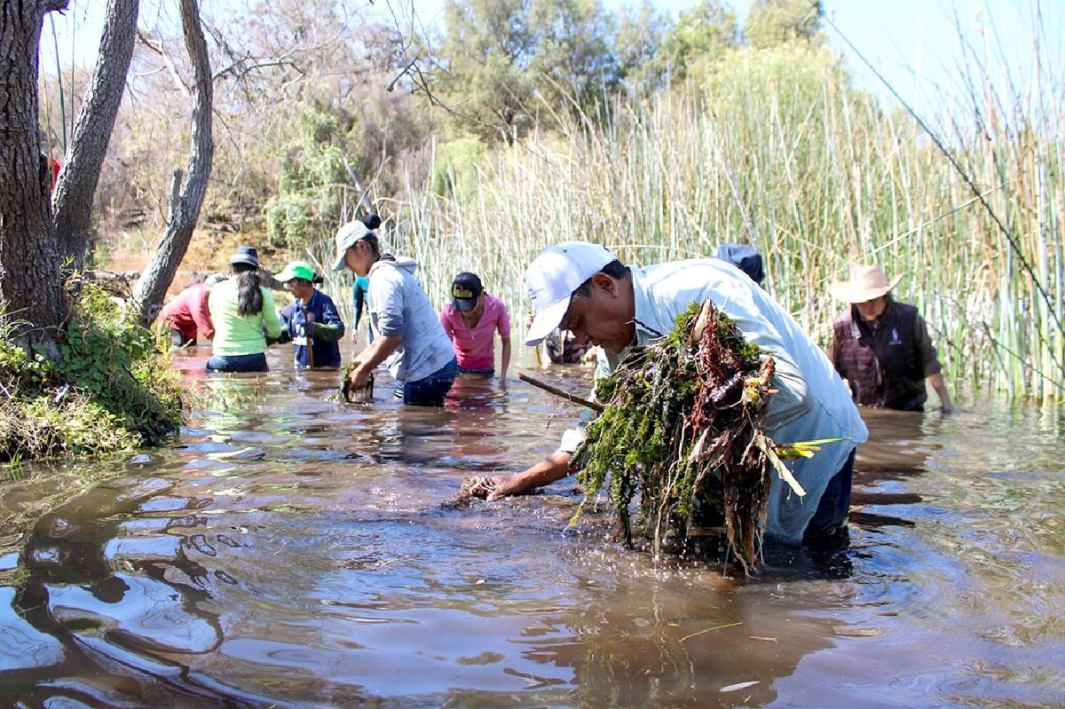 Realizan trabajos de limpieza del humedal ubicado en El Texcal