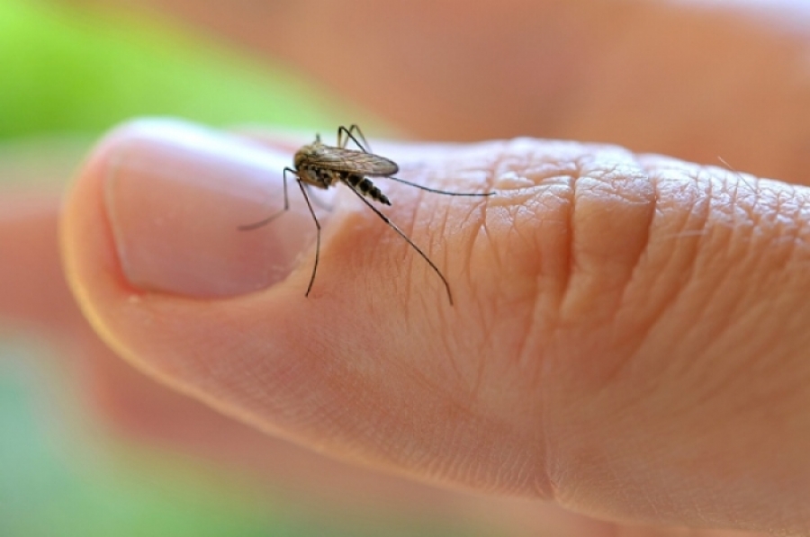 Las barreras que impiden el avance del virus zika en Chile y Canadá
