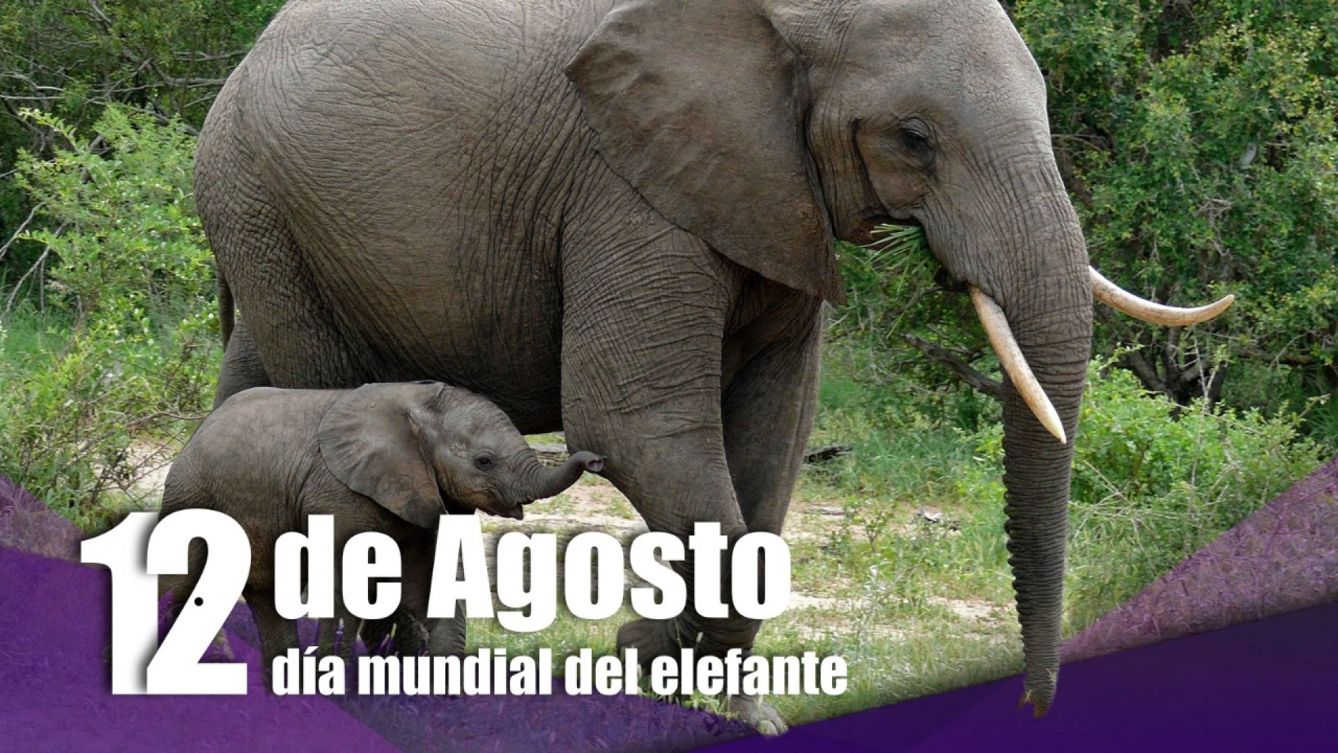 Día Mundial del Elefante, conoce los motivos de la Celebración