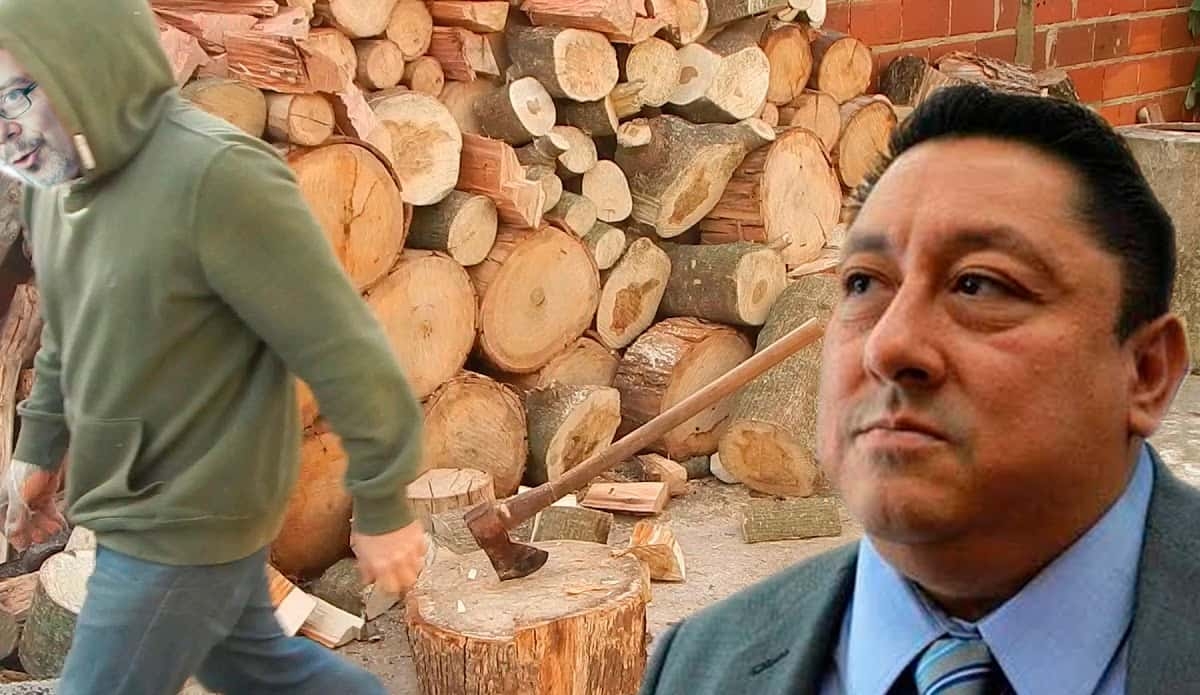 Leña del árbol caído