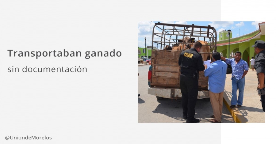 Transportaban ganado sin documentación en una camioneta