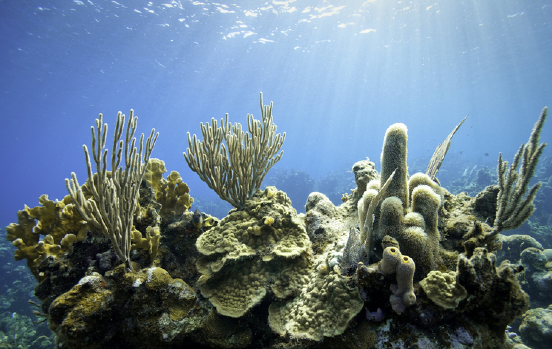 El coral es capaz de retener microplásticos, según nuevo estudio