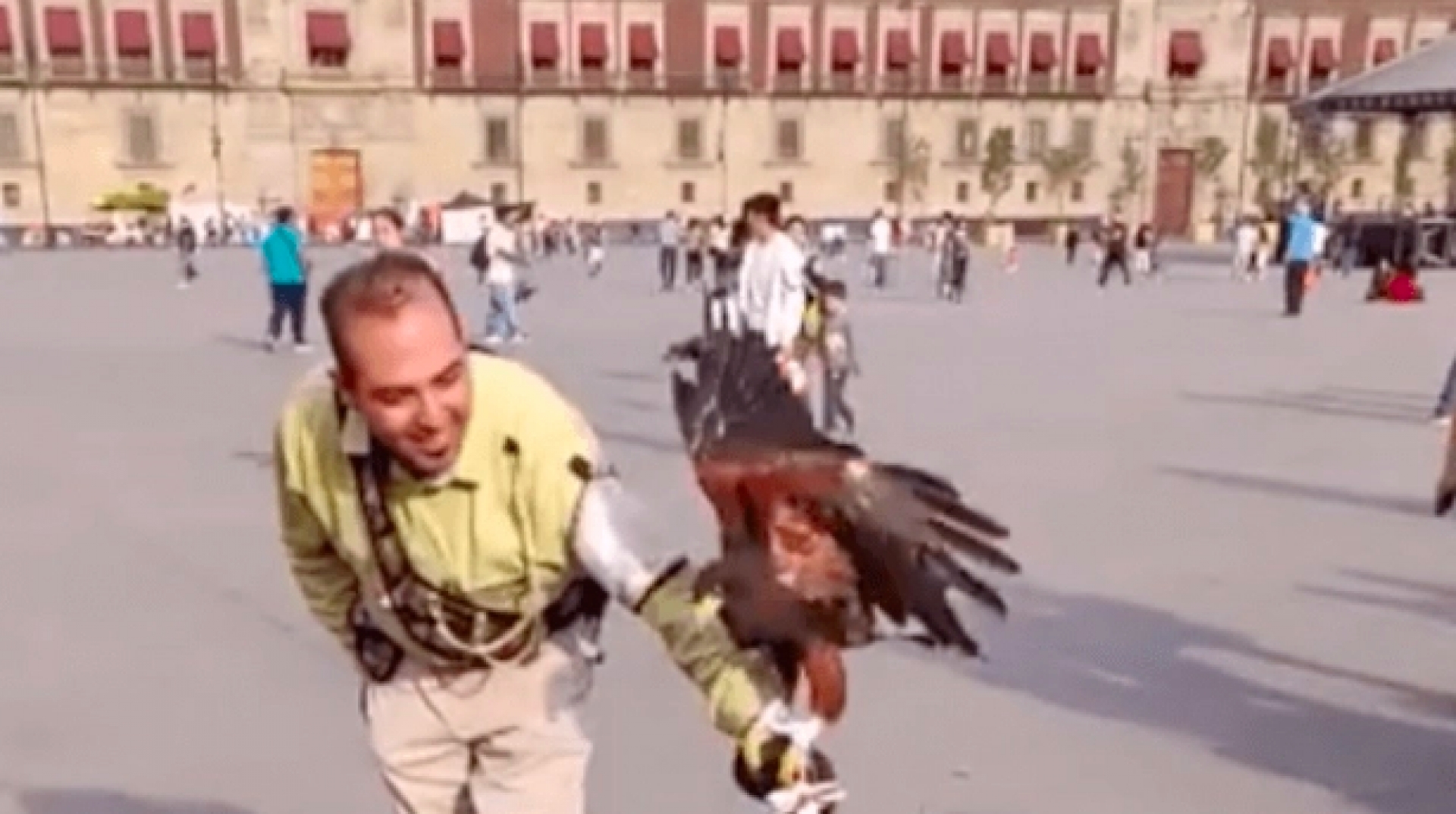 VIDEO: Atacan a niña con un águila en el Zócalo de CDMX