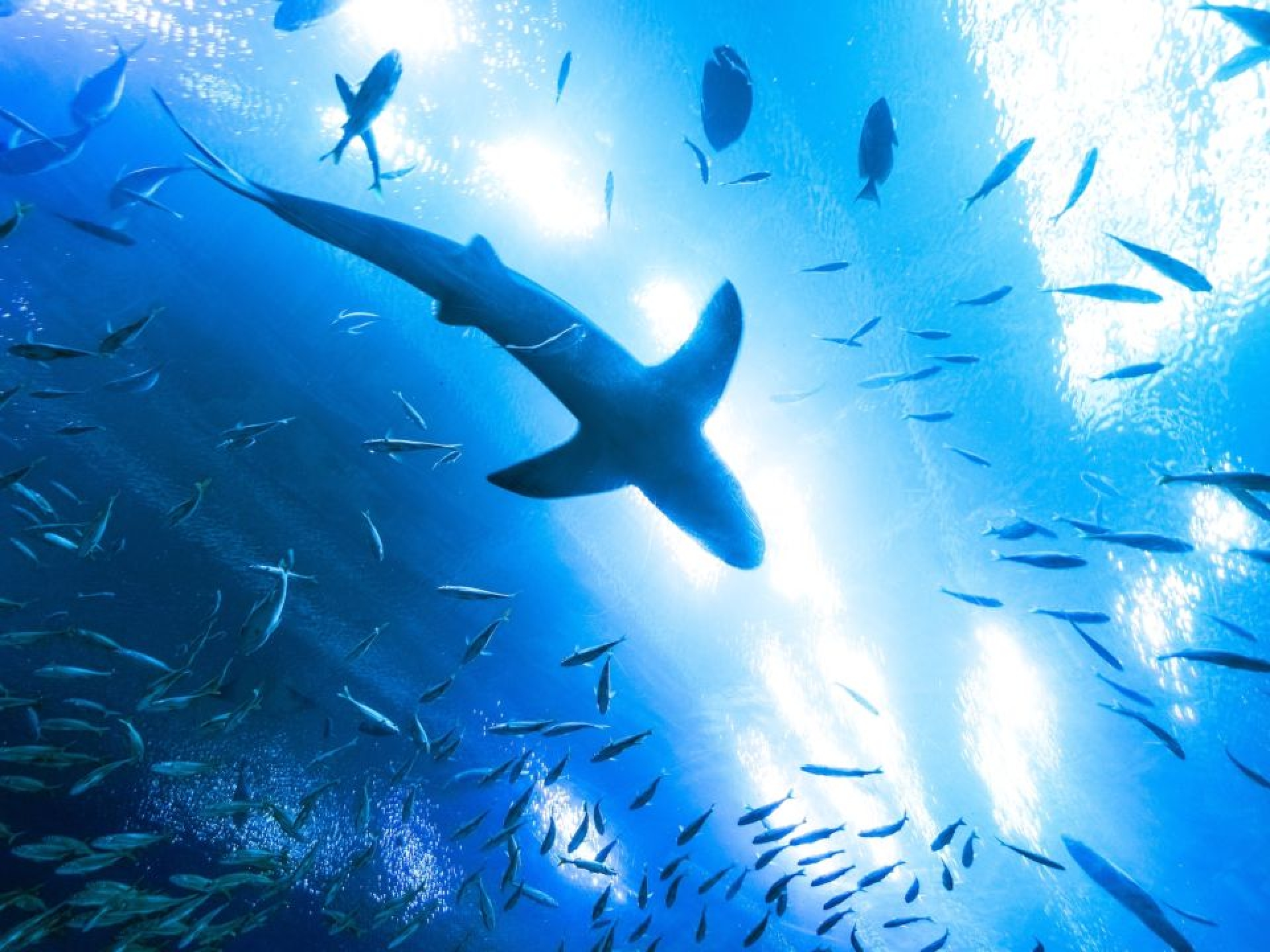 Más de 67 países firman Tratado de Alta Mar para proteger los océanos