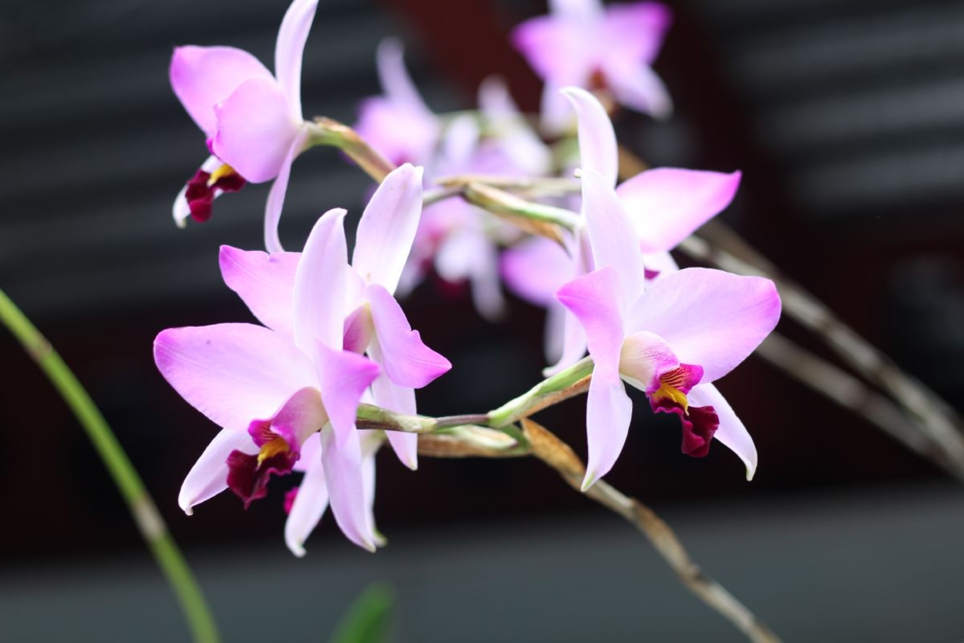 Hoy, el tercer Simposio sobre el Conocimiento de la Flor de Orquídea