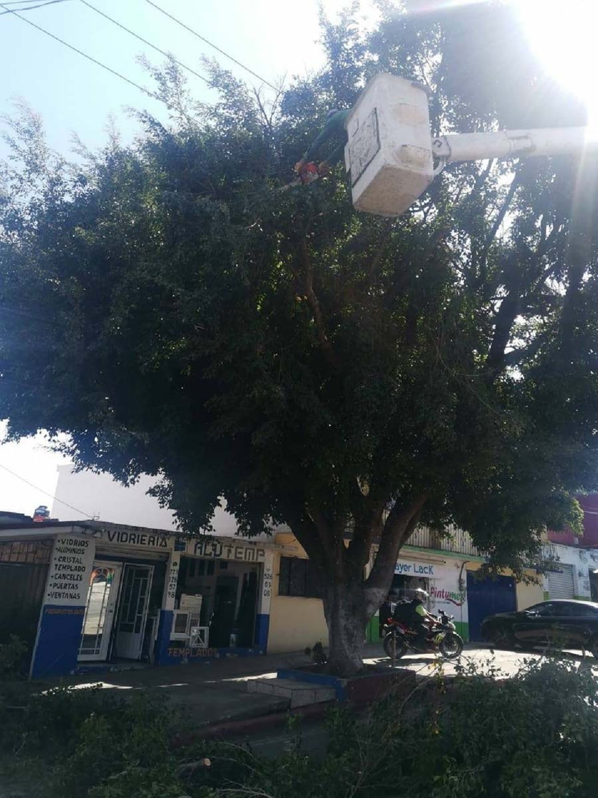 La caída de un árbol dejó sin agua a la colonia Antonio Barona