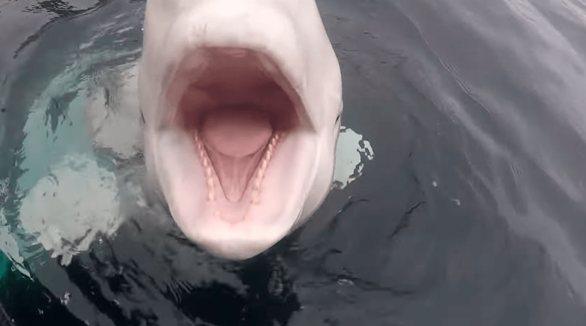 Descubren a una ballena beluga que podría ser una espía rusa