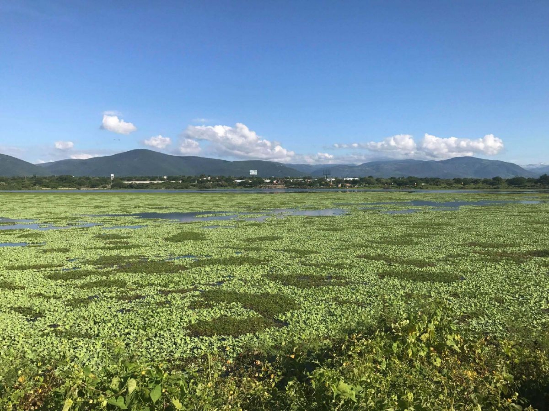 Eliminan plaga de lirio acuático de laguna de Apancingo en Coatlán del Río