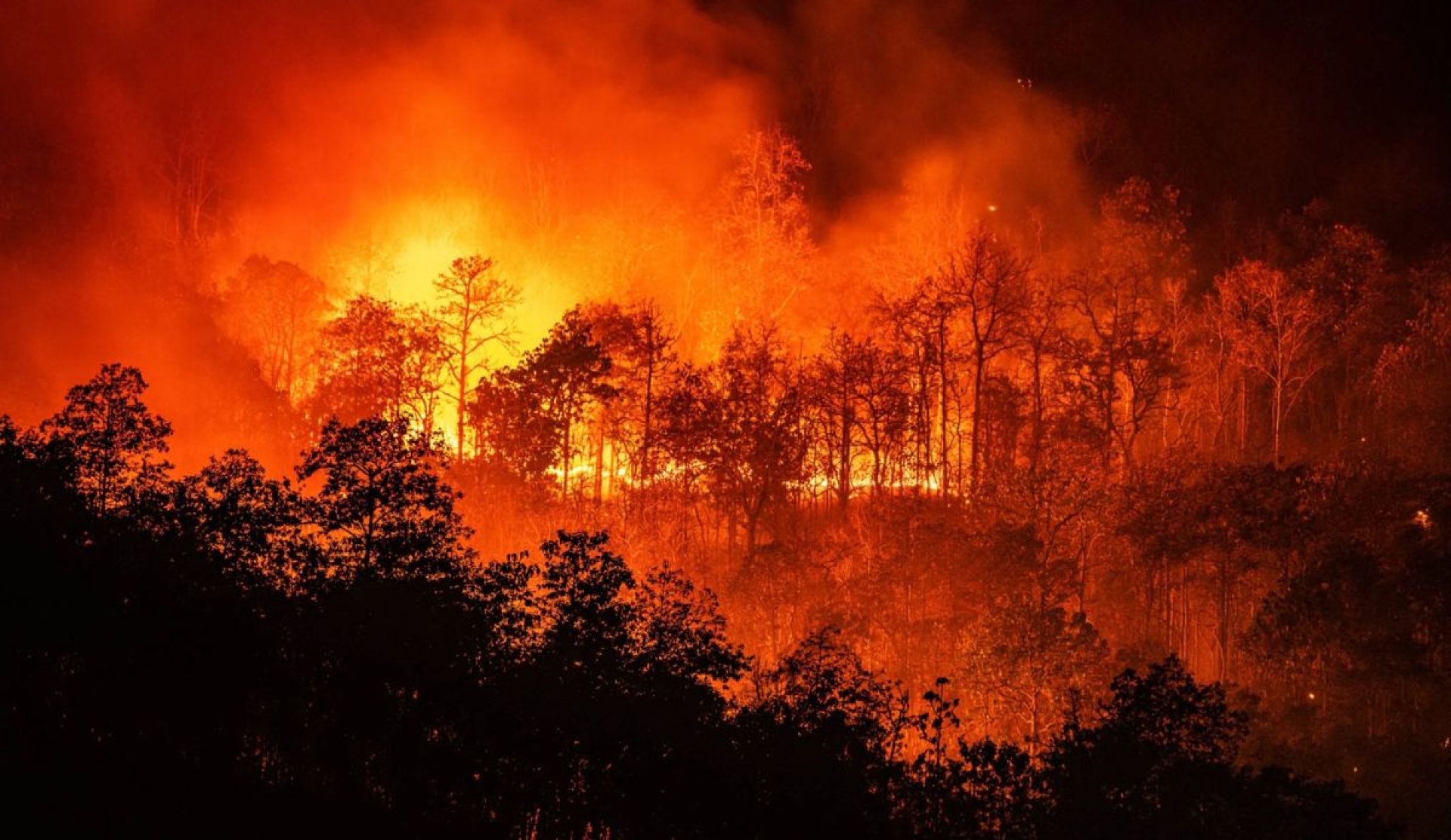 Cambio climático y prevención: cómo enfrentar el avance de los incendios forestales